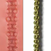 15.5 cm